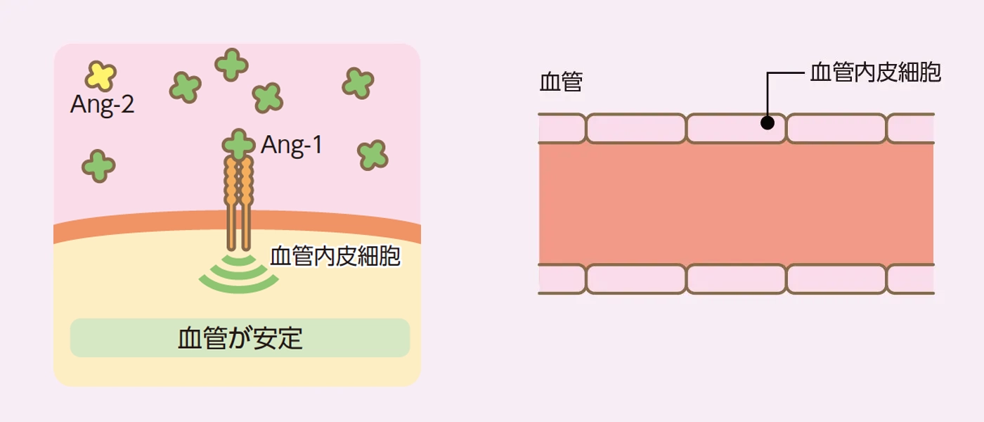 正常な網膜血管の場合のイメージ図