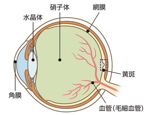 網膜のイラスト：角膜、水晶体、硝子体、網膜、黄斑、血管（毛細血管）