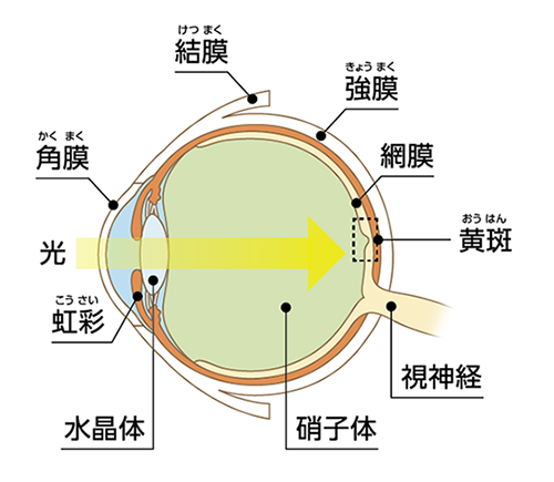 眼の構造イメージ図