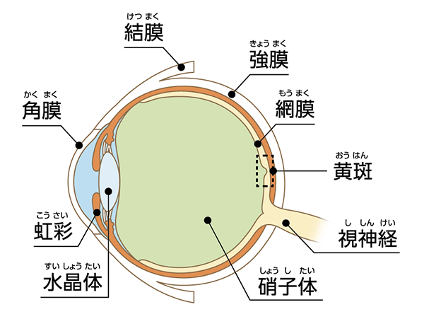 緑の葉野菜と色とりどりの果物